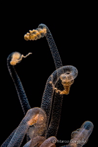 Tentacles by Marco Gargiulo 